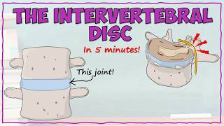 Intervertebral Disc Anatomy [upl. by Tyre470]