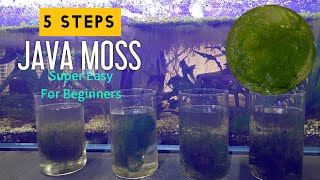 Beginner Aquarium Plant JavaMoss Jars Super Easy pnw plants moss fishtank viral aquascape [upl. by Theall]