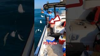 Sabiki Fishing shorts shortvideo shortsfeed fishing fish [upl. by Hanshaw687]