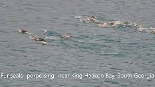 Southern Ocean Wildlife as seen from on board ship [upl. by Nerret]