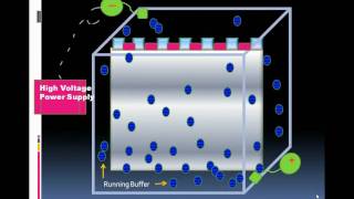 Introduction To Serum Protein Electrophoresiswmv [upl. by Noiroc694]