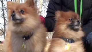 Pets of the Week Deimos amp Phobos Pomeranian mixes [upl. by Ruella]