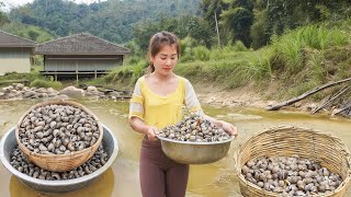 Harvesting A Lot Of Snails Go To Market Sell Take care newly hatched chicks cooking snails [upl. by Winifred]