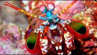 Big Mantis Shrimp in a Marine Refugium [upl. by Abert]