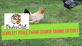 Poule qui chante comme un coq  Scarlett notre poule Chabo [upl. by Behn323]