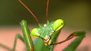 Miomantis caffraSouth African Mantis [upl. by Iad]