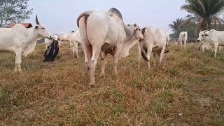 Boizão faça sua partersrs roça agro shorts nellore agronegócios agrone [upl. by Eiryt]