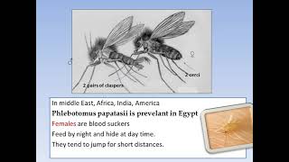 Flies Allied Flies or pseudo mosquito 1ST PART [upl. by Aerdnek]