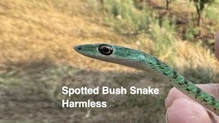 Spotted Bush Snake  Home invasion [upl. by Carilyn]