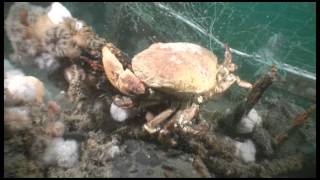 Ghost fishing cleanup dive on the HMS Aboukir [upl. by Saunders]