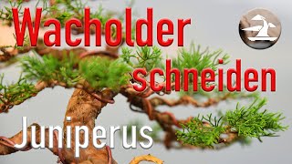 Wacholder zum Bonsai gestalten Part 2 Juniperus chinensis [upl. by Ishmael298]