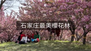 樱花公园，面积不大，樱花很美 [upl. by Noella]