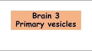 Primary brain vesicles anatomy biology Primary brain vesicles [upl. by Eceinehs]