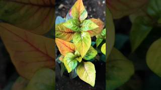 alternanthera plants lovelyplants plantslover ytshort shorts youtube subscribe shortvideo [upl. by Ennaj]