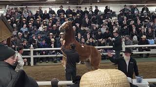 Belgian filly sells for 45000 at Gordyville 2024 [upl. by Jacquetta]