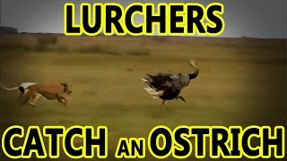 Lurchers Catch an Ostrich  Working Lurchers [upl. by Anoiuq]