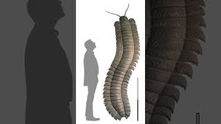 Giant Millipede Species Found in England fossil millipede shorts [upl. by Ynnor488]