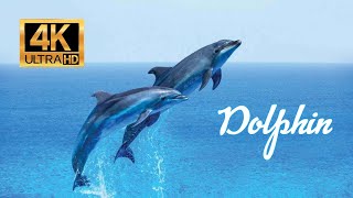 Dolphin 4K [upl. by Lionel]