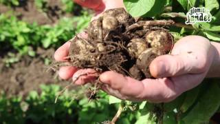 Odla potatis i pallkrage eller trädgårdsland [upl. by Layney639]