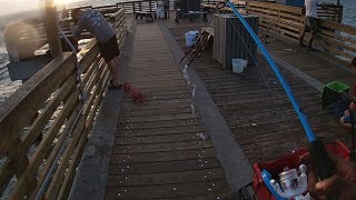 How to use a Sabiki Rig to catch pilchards [upl. by Eiffub916]