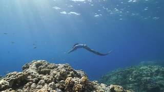 Rowley Shoals Dive amp Snorkel Cruises with The Great Escape Charter Company [upl. by Adarbil]