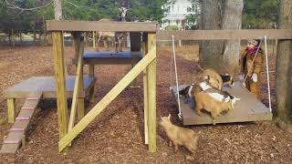 Goat playground [upl. by Taylor]