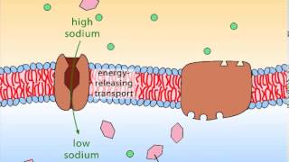 Secondary Active Transport [upl. by Jaclyn]