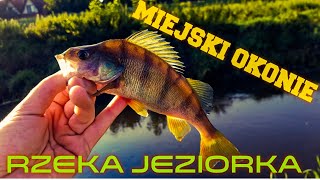 Miejskie Okonie  Rzeka Jeziorka [upl. by Joiner]