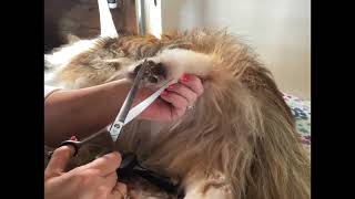 Grooming Shelties Back feet 2022 [upl. by Emersen]