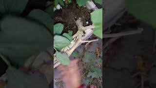 Removing pumpkin Plant from My Garden A StepbyStep Guide short ytshorts viral shorts [upl. by Binny]