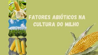 FATORES ABIÓTICOS NA CULTURA DO MILHO [upl. by Votaw]