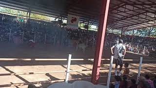 Toreada en Espinal 2023 2da corrida domingo [upl. by Idas]