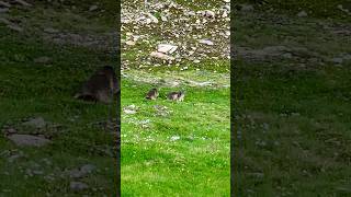 Marmots in the Alps 🏔️🇨🇭🥾 [upl. by Emorej]