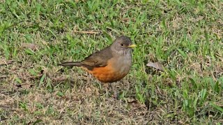 Rufousbellied Thrush [upl. by Mcgrody]