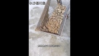 戶外捕魚：漁民用小沙蚤垂釣海鮮 釣魚 釣魚的樂趣只有釣魚人懂 原來釣魚才是抖音運動頂流 [upl. by Alisa]