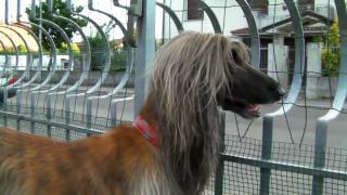 Life in a Day  Lizzie the Afghan Hound [upl. by Archle]