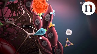 Immunology of the rheumatoid joint [upl. by Lovich]