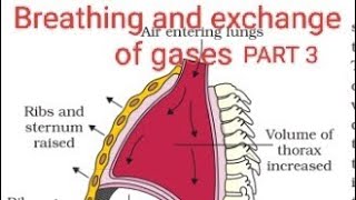 PART3 ll Breathing and exchange of gases ll NCERT READING ll HC GYAN [upl. by Brena]