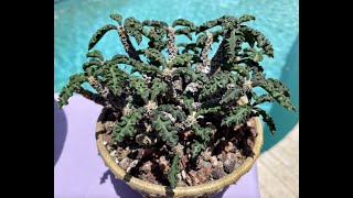 Euphorbia decaryi Rare species from Madagascar  Episode 50 [upl. by Merridie]