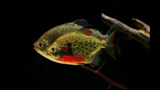 Metynnis lippincottianus amp Geophagus sp quottapajos Red Headquot [upl. by Edlihtam]