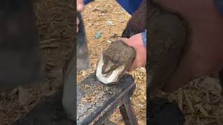 Wonderful Donkey Hoof Trimming Video shorts hoof [upl. by Ayaj]