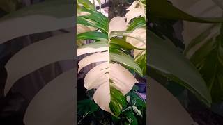 epipremnum pinnatum variegated albo plant garden houseplant indoorplants plantlover gardening [upl. by Assereht]