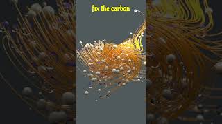 PEP Role In CAM Pathway plantphysiology c4cycle c3cycle photosynthesis cam pathway PEP role [upl. by Osi]