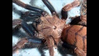 Tarantula Picture Collection Video 5 feat my own musictracks [upl. by Elleinet]