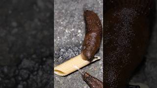 Slug vs Penne Pasta Time Lapse slugs nature pasta bug insects [upl. by Isaacs]