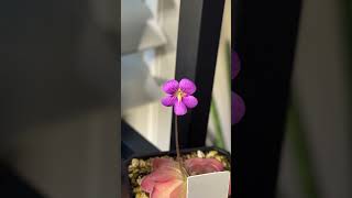 Pinguicula x ‘Johanna’ flower 😍 pinguicula carnivorousplants exoticplants butterwort [upl. by Mayes]