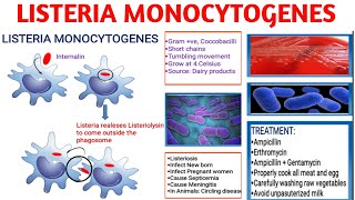 Listeria monocytogenes  Pathogenicity  Listeriosis  Diagnosis  Treatment [upl. by Eitisahc891]