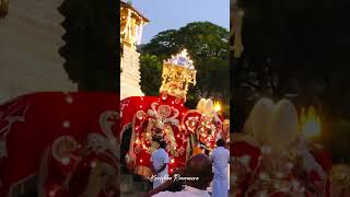 Kandy Esala Perahera Dalada Maligawa Sri lanka culture🥰srilanka srilankatravel srilankatrending [upl. by Ilera114]