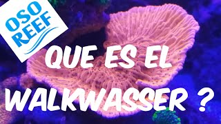 KALKWASSER que es y para que sirve [upl. by Kra815]