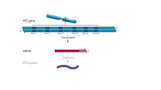 Finding Exons and Introns [upl. by Ydde]